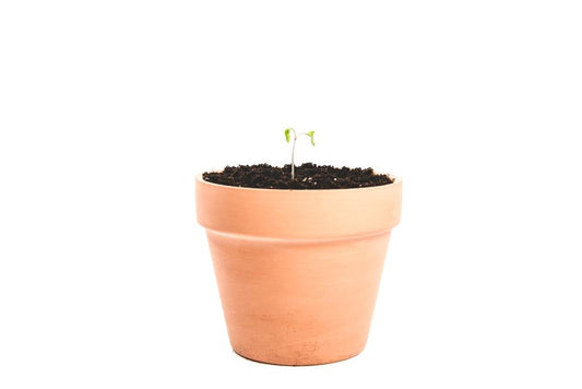 Clay Plant Pot - 6 Pack